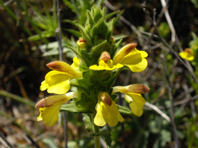 Parentucellia viscosa photo